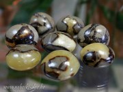 septarian ts